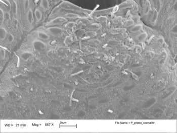 Media type: image;   Invertebrate Zoology 147385   shows cataloged_item 147385